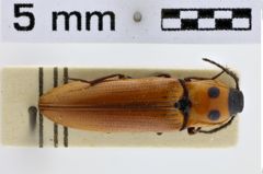 Foto (Dorsalansicht) von Melanotus vitalisi (Fleutiaux, 1918)